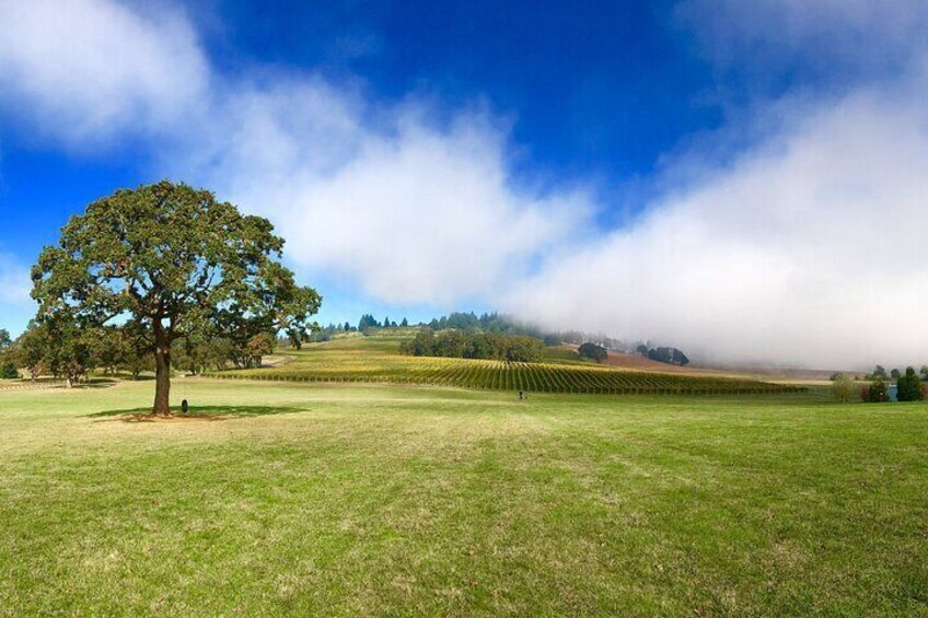 Private - Willamette Valley Wine Tour From Portland (tasting fees included)