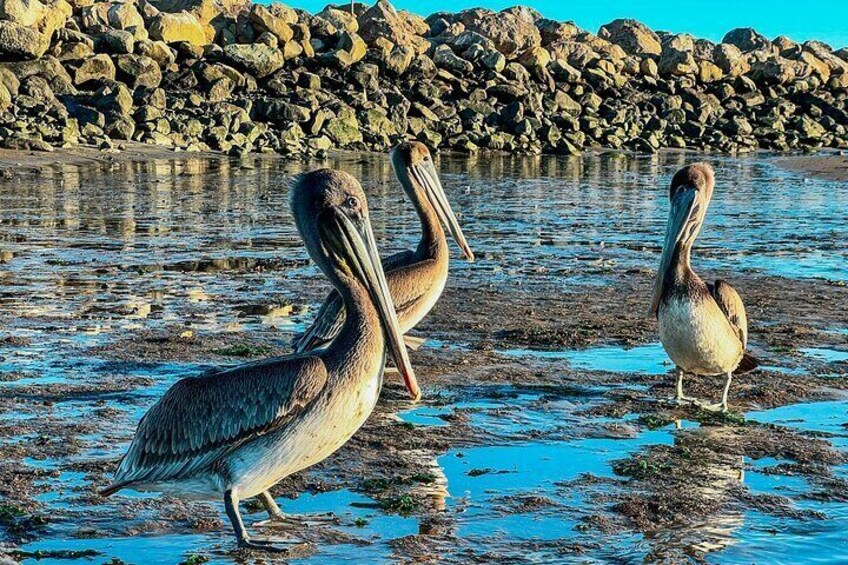 Brown pelicans