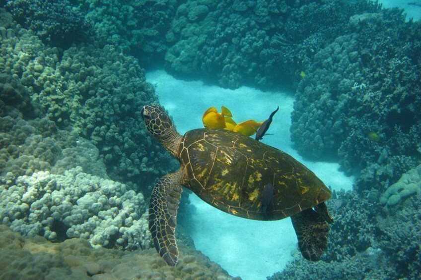 Snorkel with green sea turtles!