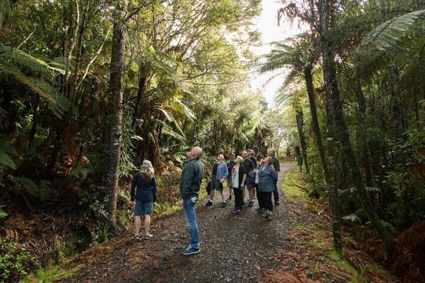 Wilderness Experience from Auckland