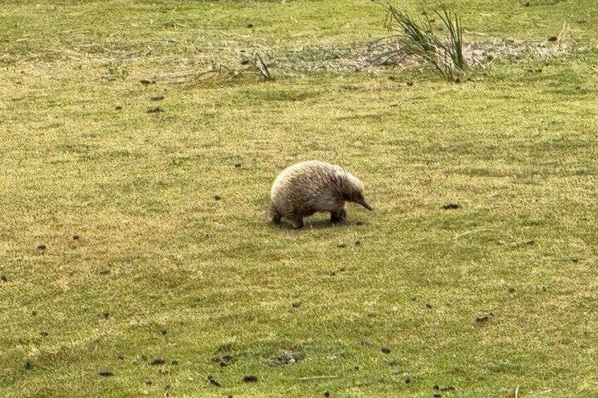 Local Cape Bruny resident Echidna