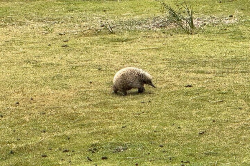 Local Cape Bruny resident Echidna