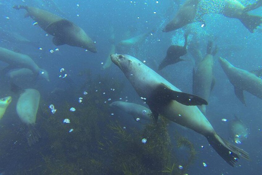 Sit alongside our resident seal colony for morning tea while seals play beside the boat