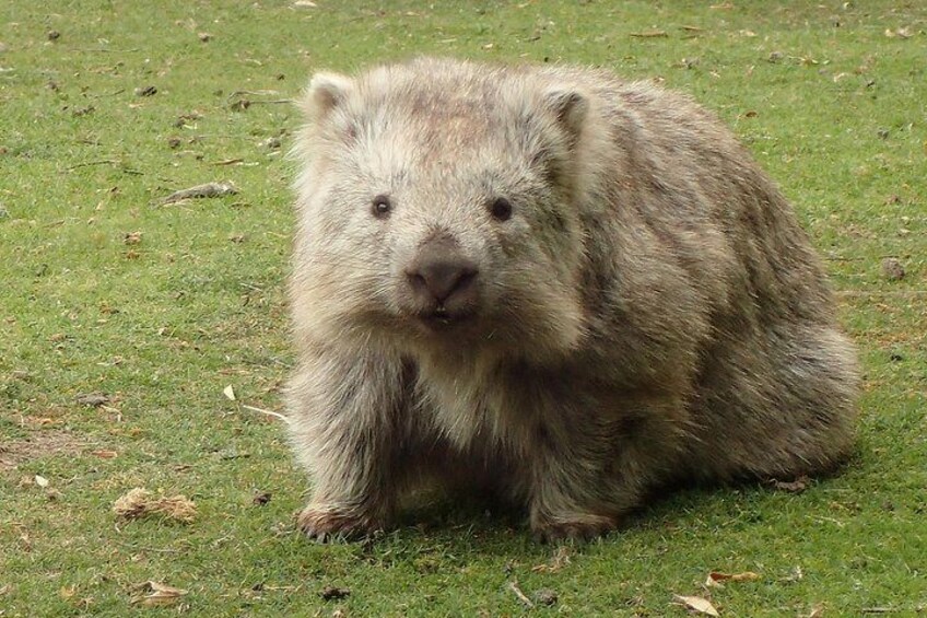 Maria Island is famous for wombats! The best place in the world to see wombats in the wild.
