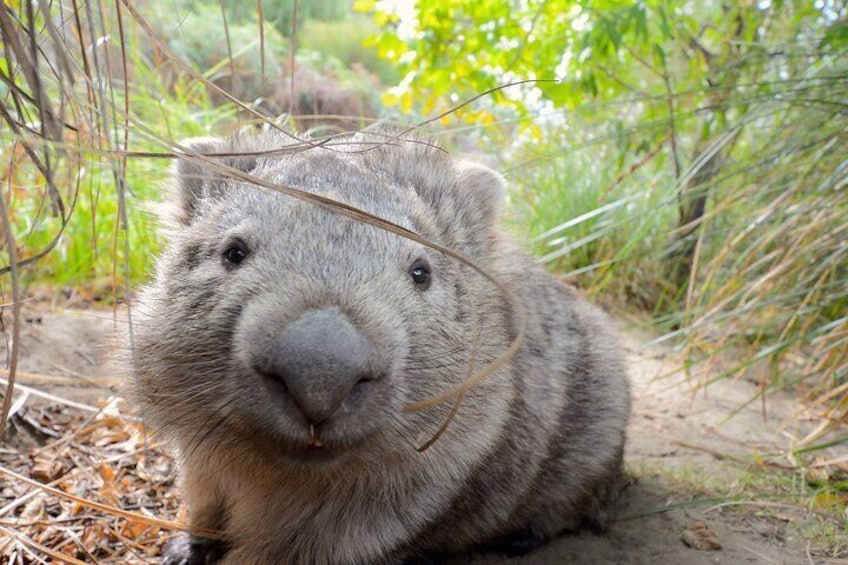 Maria Island has the most adorable wombats in the World!