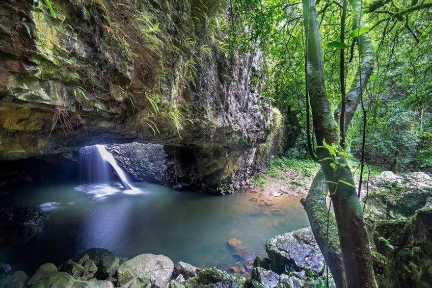 Springbrook and Tamborine Rainforest Tour including Natural Bridge and Glow Worm
