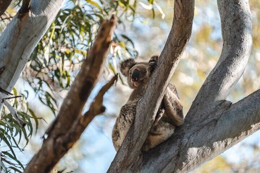 North Stradbroke Island Day Trip from Brisbane