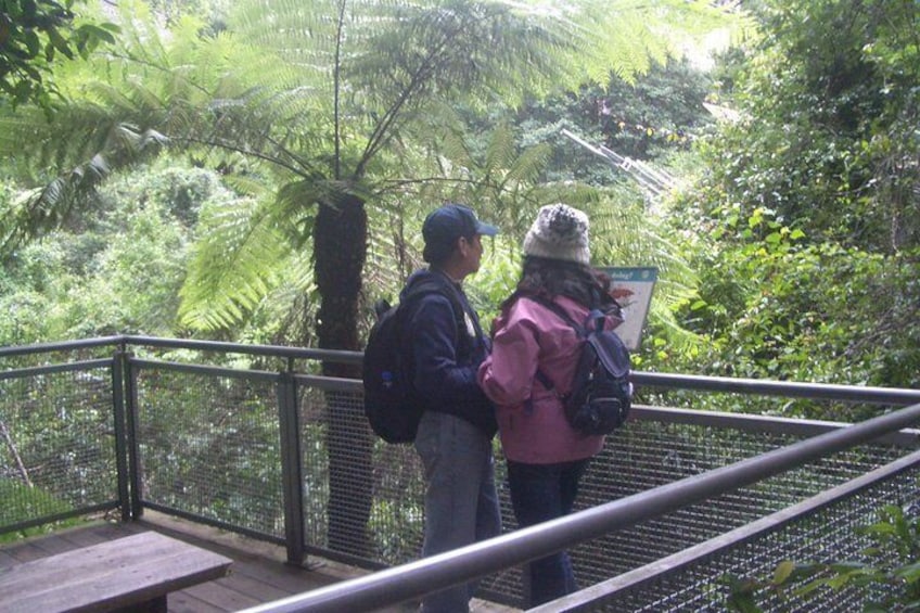 Tree ferns adorn the Boardwalk