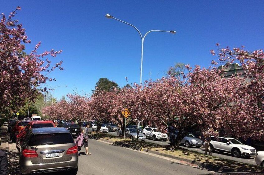 Leura Cherry Blossom time