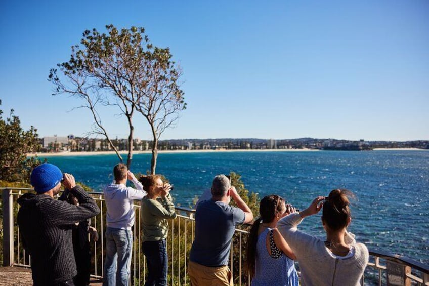 Manly Snorkel Trip and Nature Walk with Local Guide