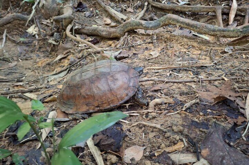 Small-Group Jungle Hiking Excursion in Khao Phra Teaw Park