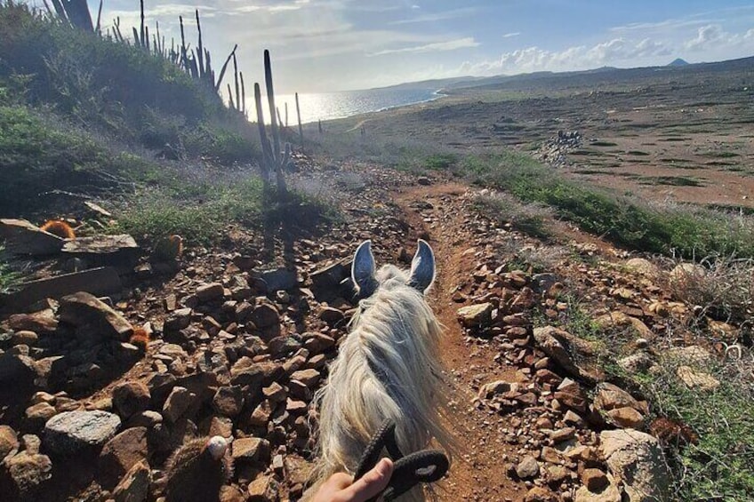 Aruba Horseback Riding Tour to Hidden Lagoon