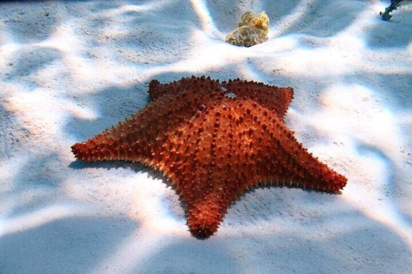 El Cielo Snorkeling tour Cozumel