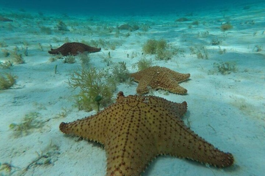 El Cielo reef cozumel