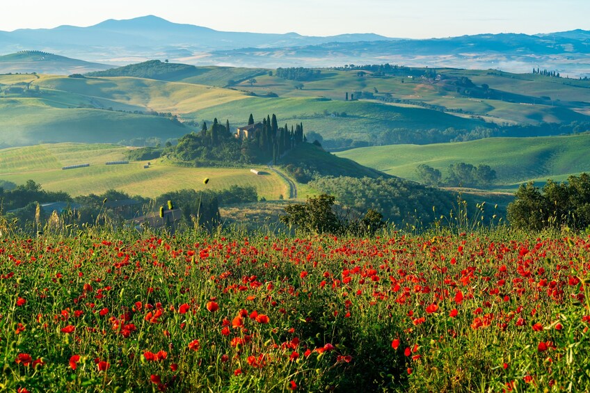 From Rome: Tuscany Highlights Day Trip including Lunch & Wine Tasting