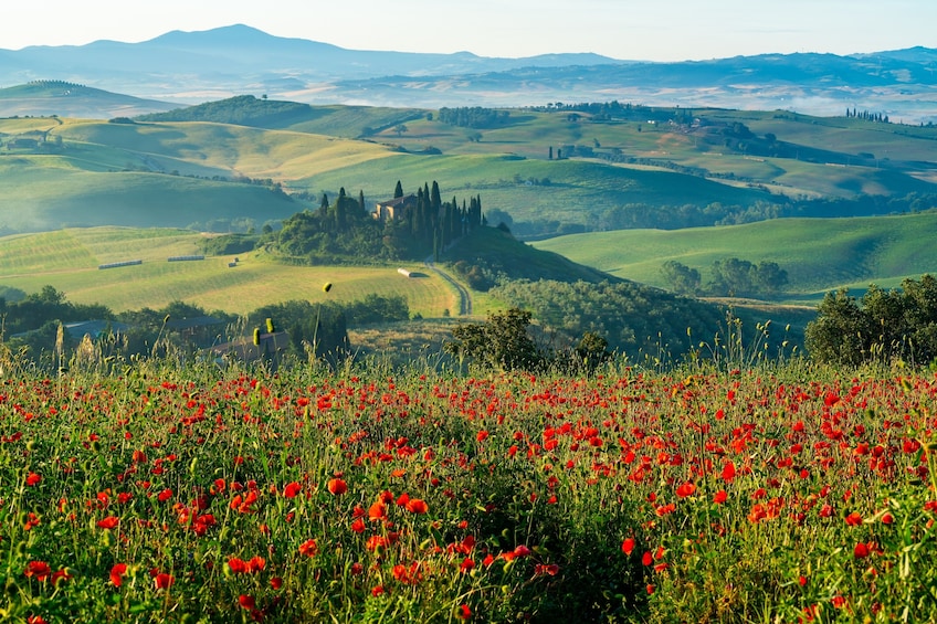 From Rome: Tuscany Highlights Day Trip including Lunch & Wine Tasting