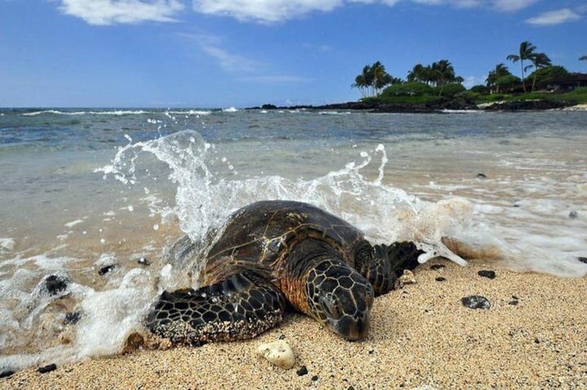 Hawaiian Sea Turtles