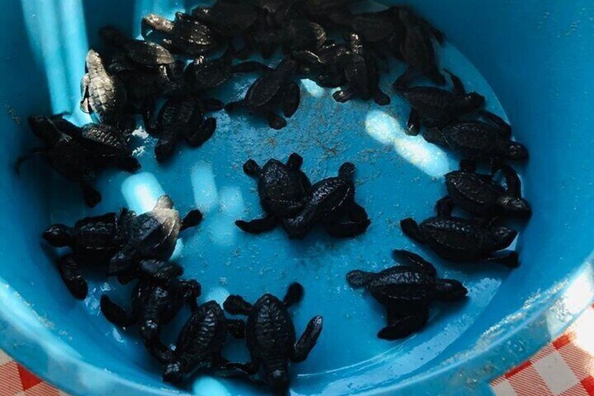 Coyuca Town Tour and Baby Turtle Release