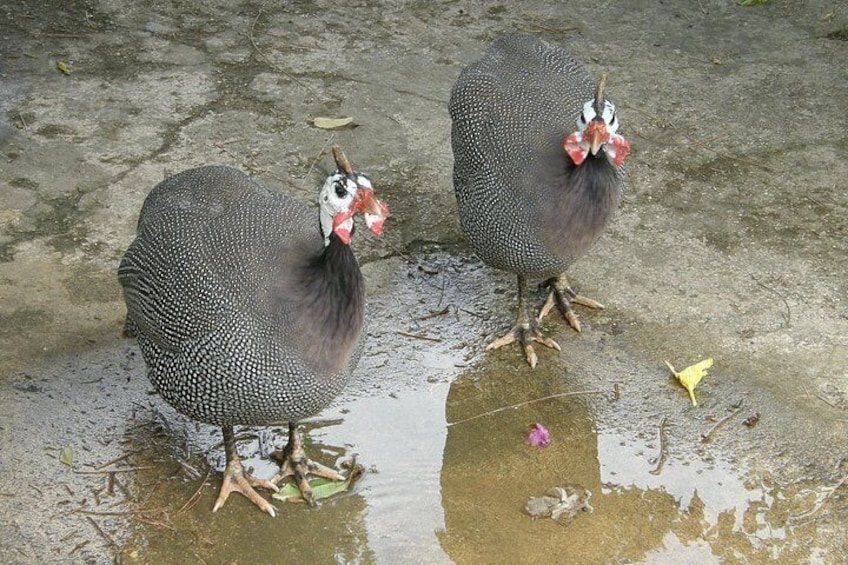 Ginnea Fowl at St Nicholas Abbey