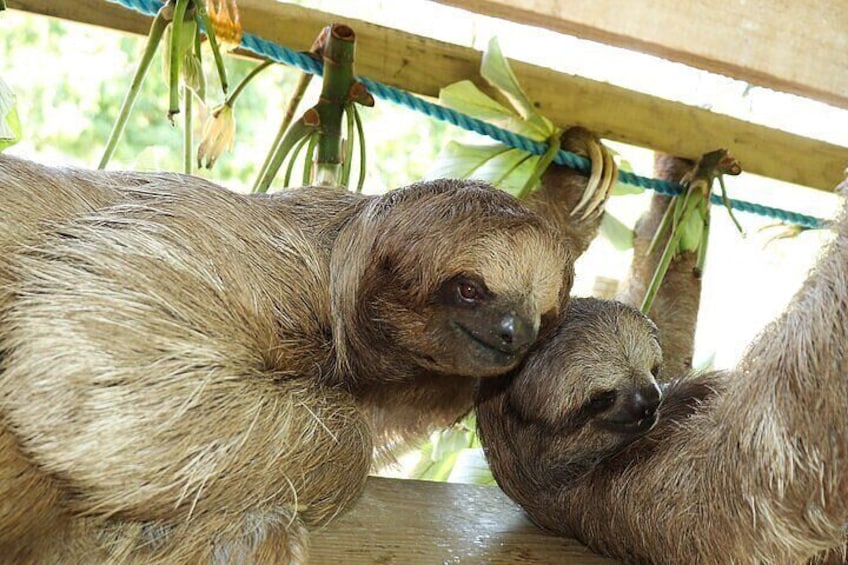 Since 2003: Roatan's ORIGINAL Customizable Best of Roatan Tour