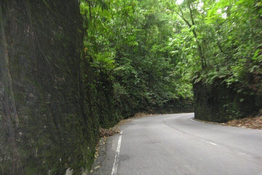 Fern gully
