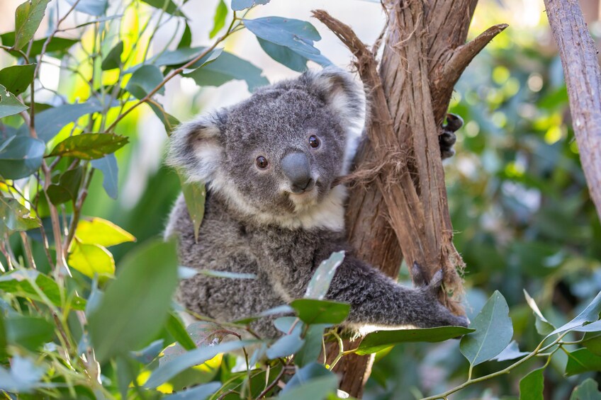 WILD LIFE Sydney Zoo - Fast Track Admission