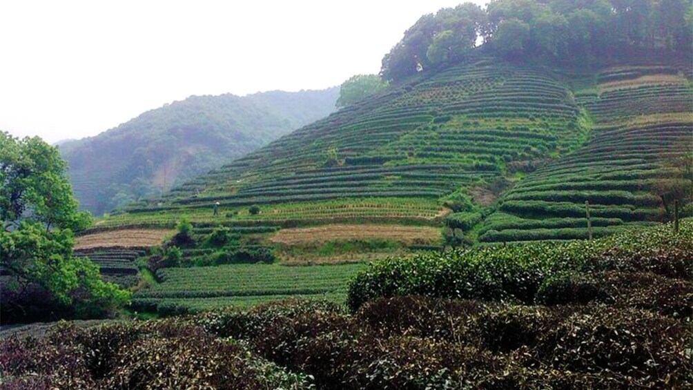 Impressive views of the greenery in Hangzhou