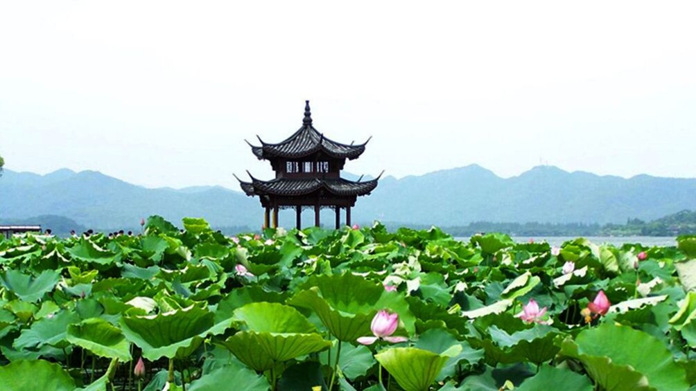 Serene view of the green plants in Hangzhou 