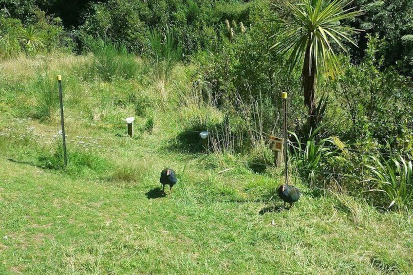 Pukeko at Nga Manu Nature Reserve