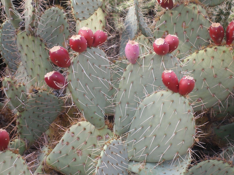 Apache Trail Tour & Steamboat Cruise