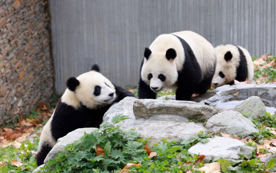 Beijing Multi Days Tours - 2 or 3 Days Combined Tours