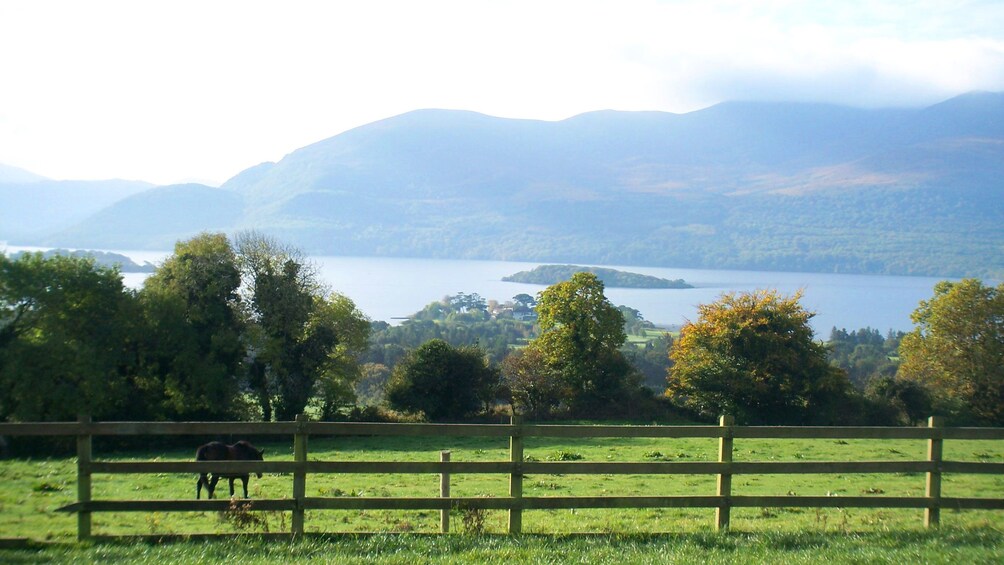 Horse behind fences in Ireland