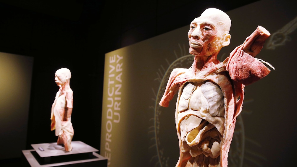 Bodies: The Exhibition Las Vegas Tickets