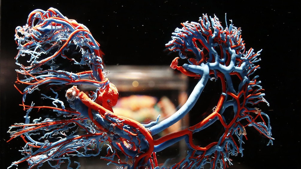 Bodies: The Exhibition Las Vegas Tickets