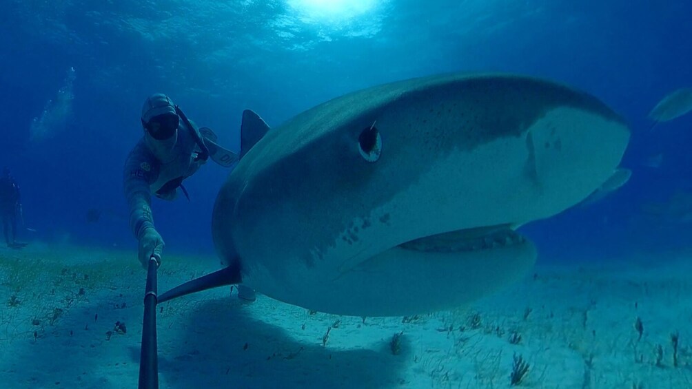 Shark Reef Aquarium at Mandalay Bay Tickets
