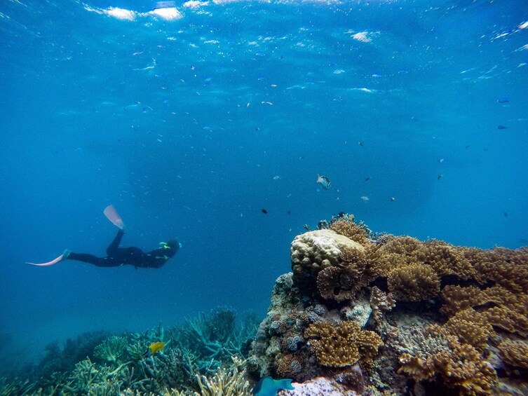 Great Adventures Green Island & Moore Reef Pontoon 