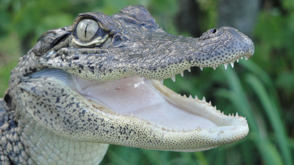 baby alligator in bayou swamp in New Orleans