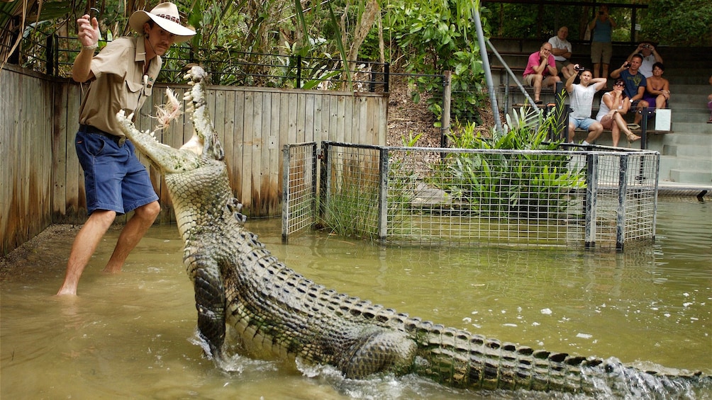 Trainer feeding crocodile at Hartley's Crocodile Adventures in Australia  