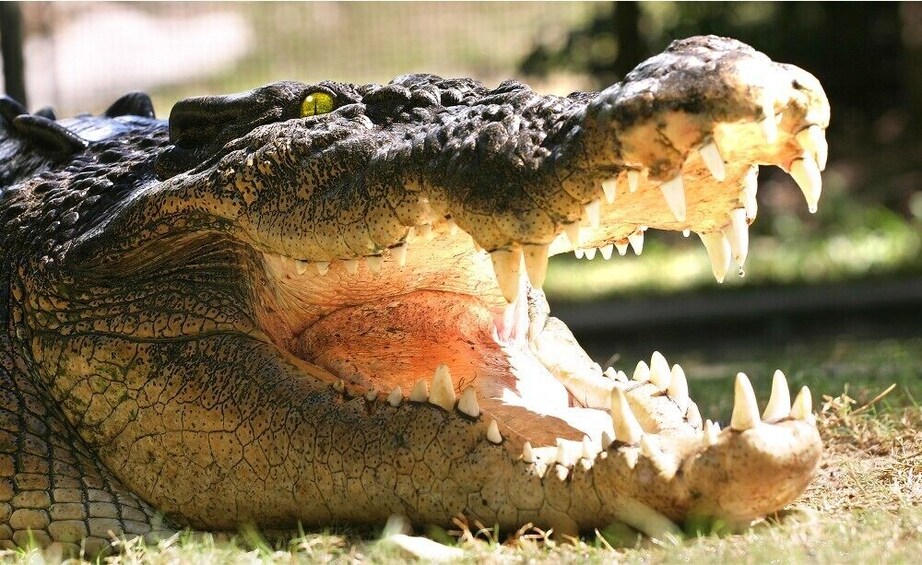 Hartley's Crocodile Adventures Half-Day Tour