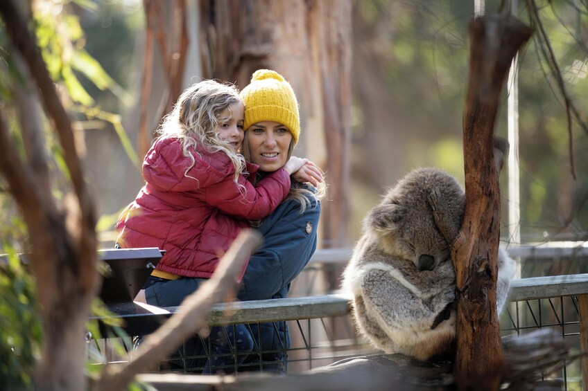 Phillip Island Wildlife Tour with Koalas Penguins & Scenic General Viewing