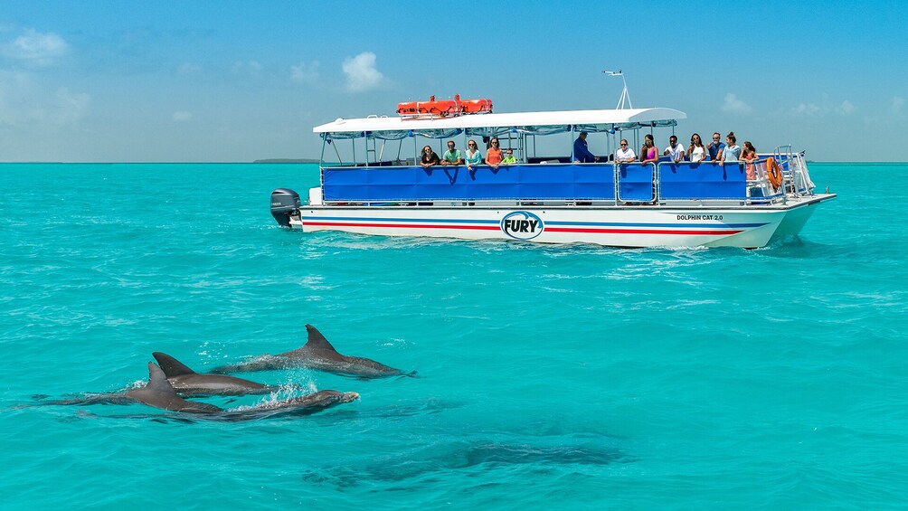 Dolphin Watch & Snorkeling Tour