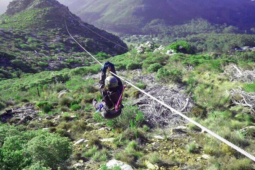 Zipline Cape Town - From Foot of Table Mountain Reserve