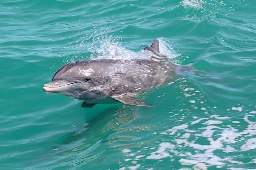 Happy Dolphins