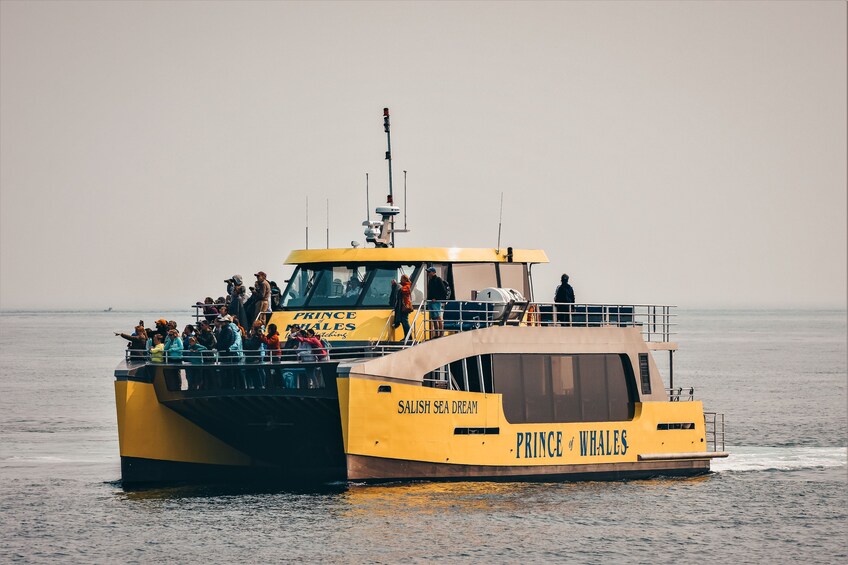 Half-Day Whale Watching (Victoria, BC)