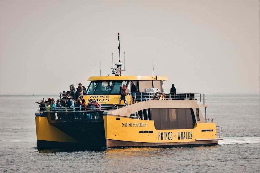 Half-Day Whale Watching (Victoria, BC)