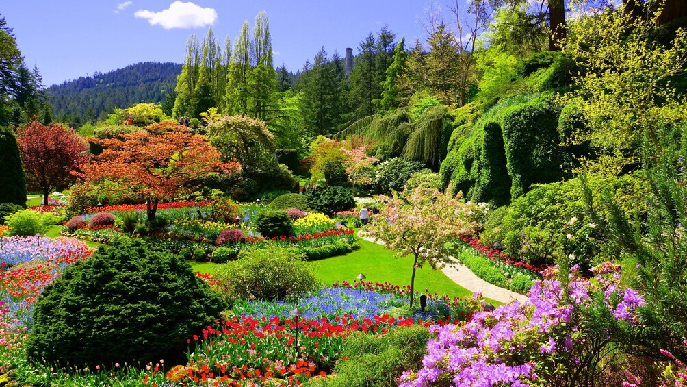 Butchart Gardens in bloom