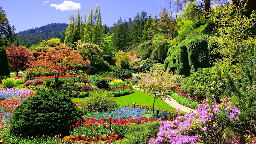 Butchart Gardens in bloom