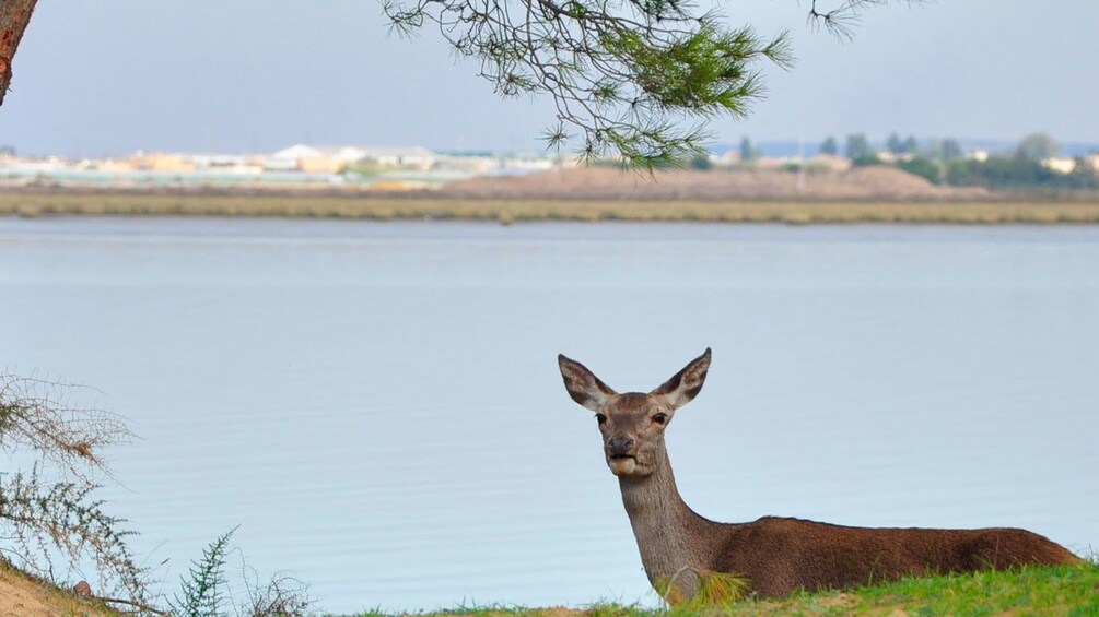Deer seen on the Doñana National Park tour in Seville 