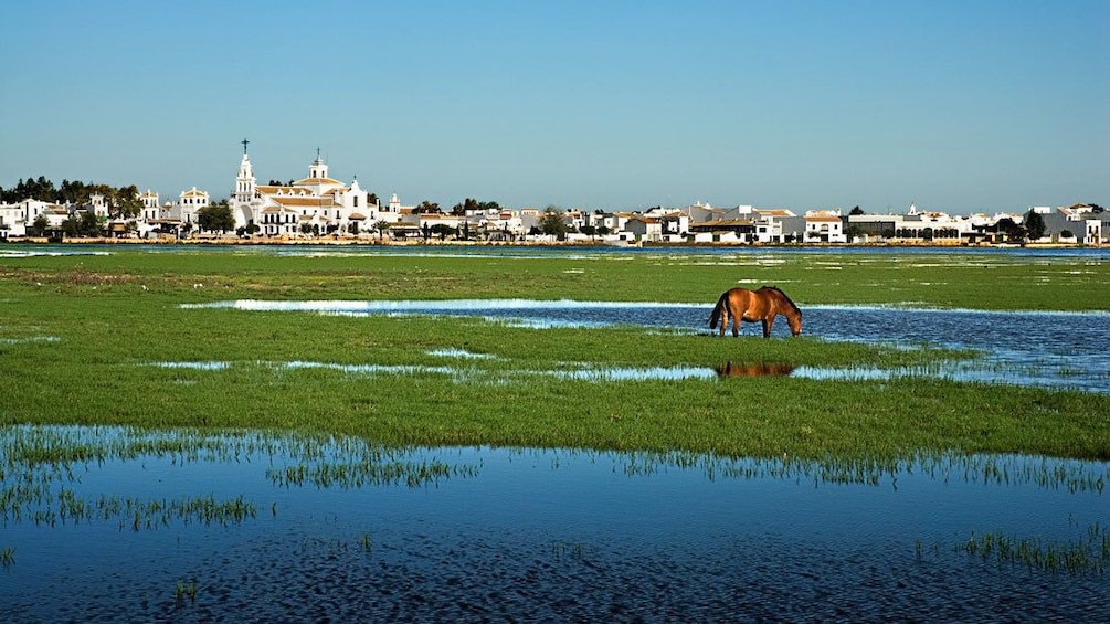 Horse in the wet green grass at Doñana National Park in Seville 