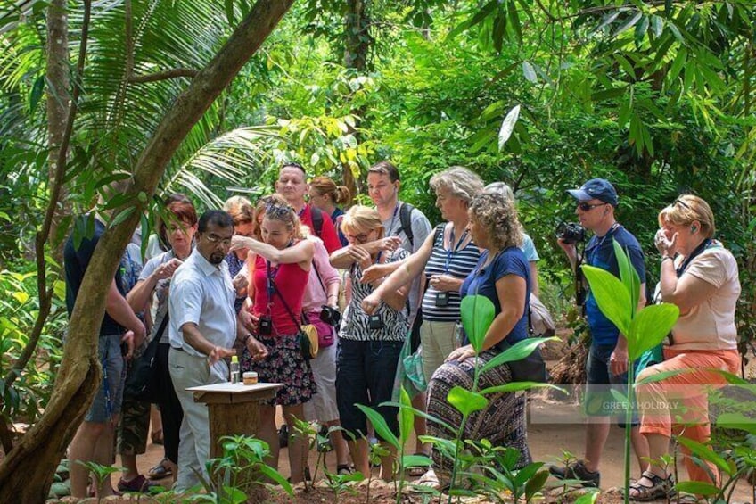 Kandy Day Trip with Tea Factory From Bentota /Kalutara /Ahungalla -All Inclusive